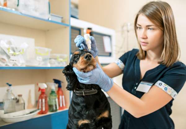 Saiba como montar uma clínica veterinária