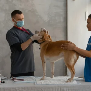 5 Dicas Essenciais para a Gestão e Contabilidade para Veterinário – RR Soluções