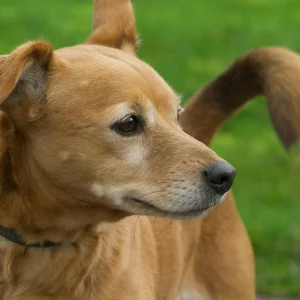 Como a Contratação de uma Contabilidade Especializada em Veterinários Pode Ajudar Você a Pagar Menos Impostos de Maneira Legal: 5 Benefícios Essenciais