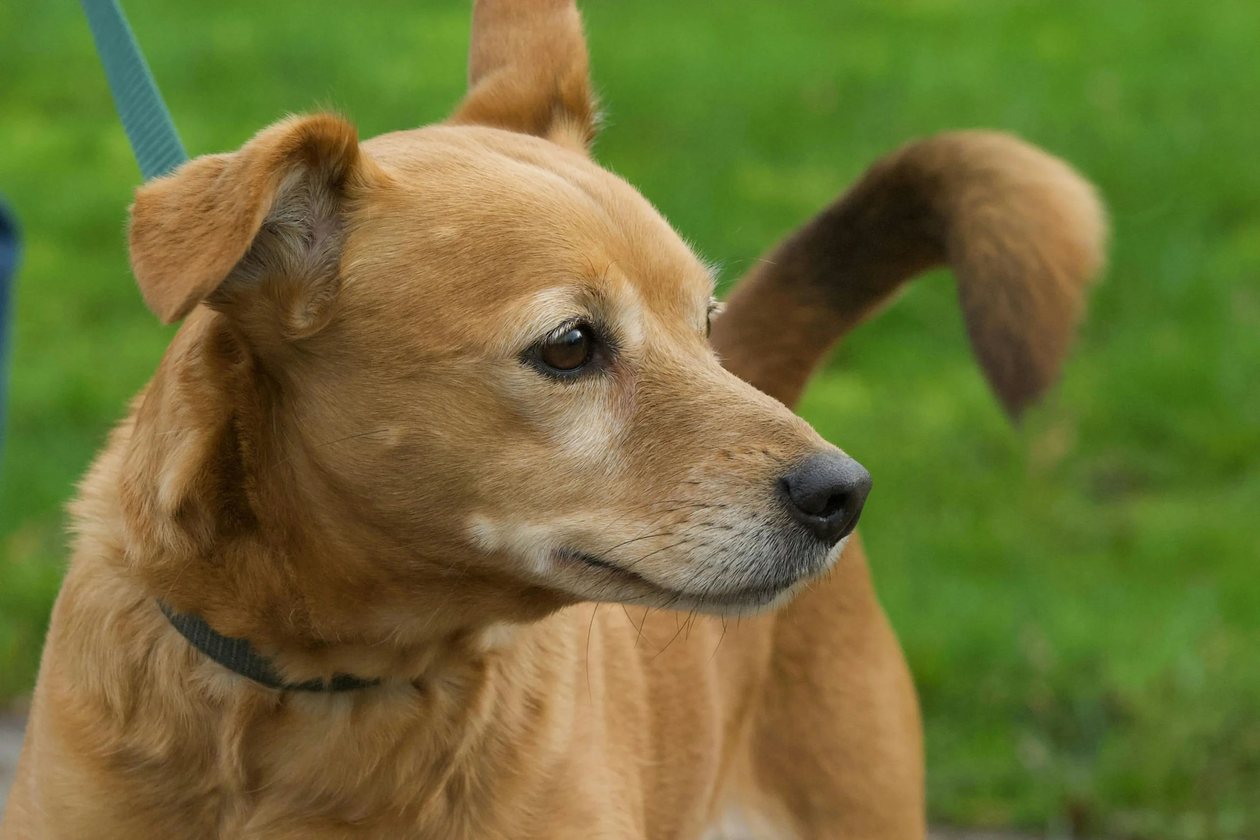 Como a Contratação de uma Contabilidade Especializada em Veterinários Pode Ajudar Você a Pagar Menos Impostos de Maneira Legal